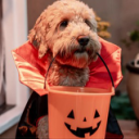 Discovery icon for 🍬🐾 Puppy Pen 🦴🎃 Discord server