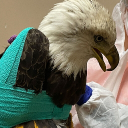 Discovery icon for r/eagles Subreddit Discord Discord server